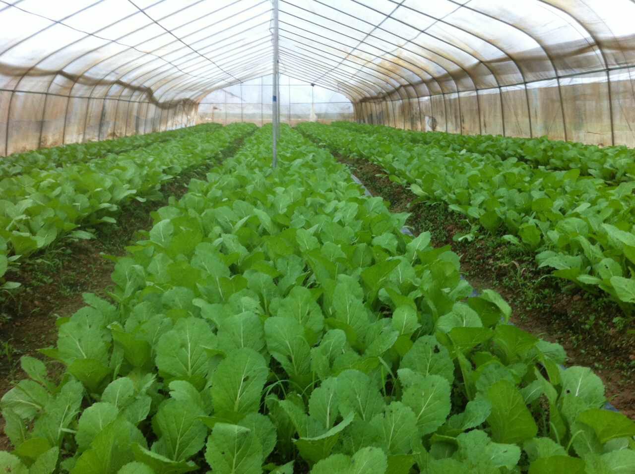 Bio-Compost (1).jpg