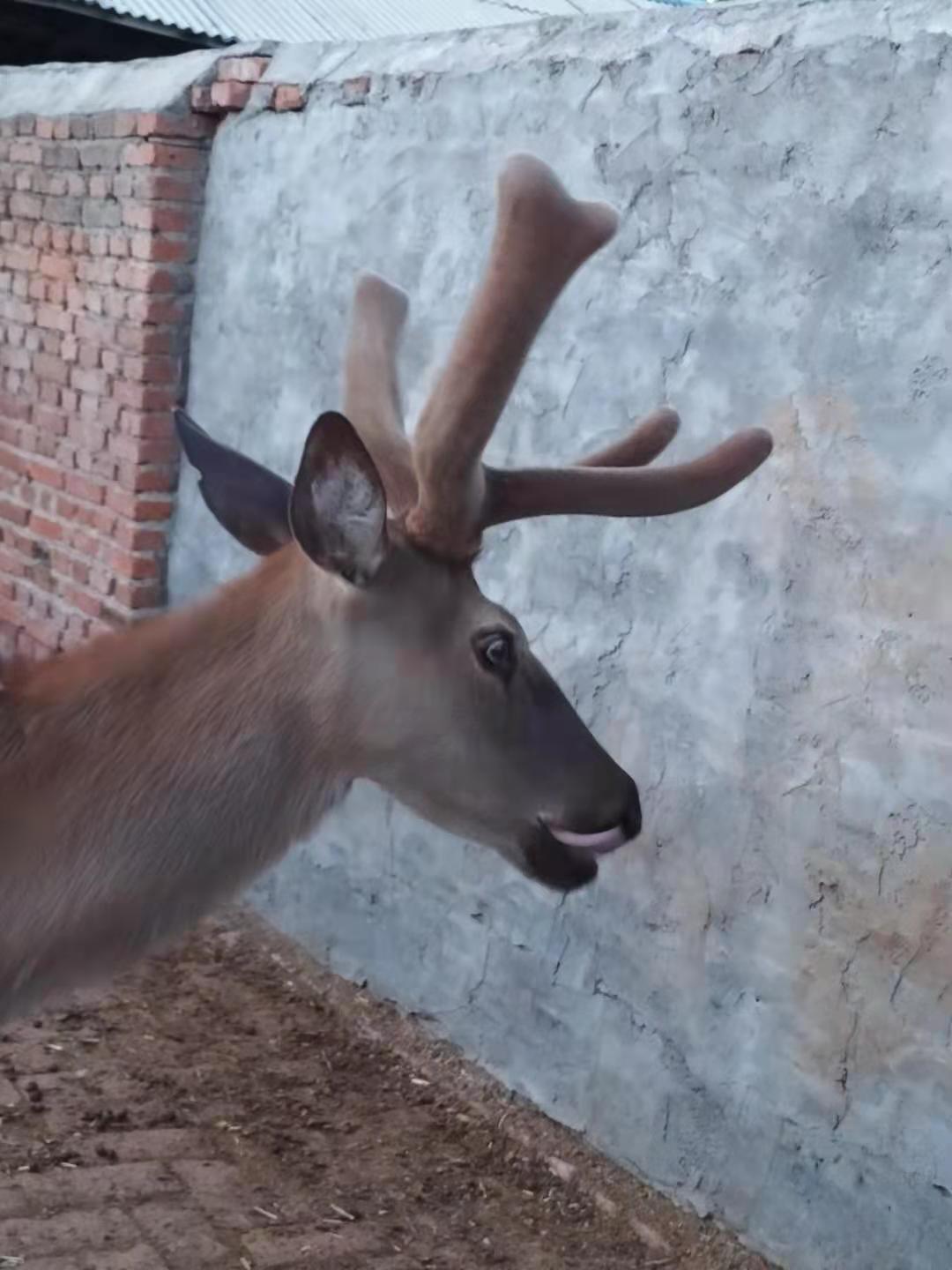 鹿2.jpg